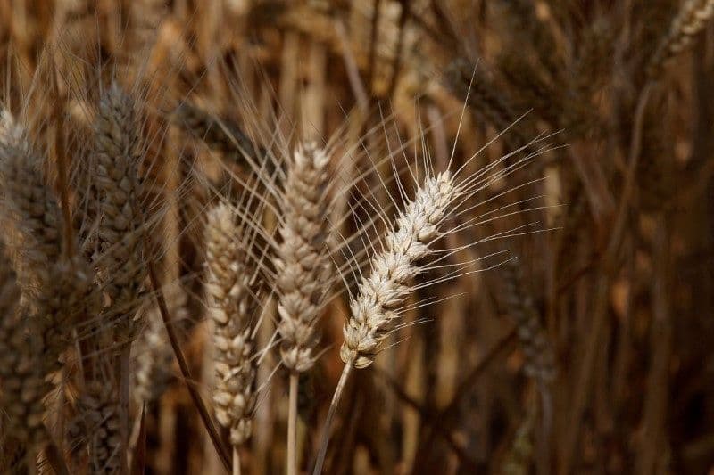 Condições climáticas afetam trigo; soja se beneficia de biodiesel