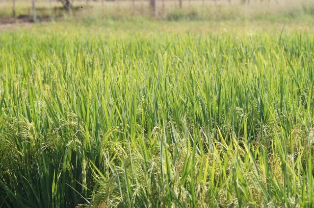 Produtores de arroz enfrentam desafios para acessar Plano Safra 2026/2027
