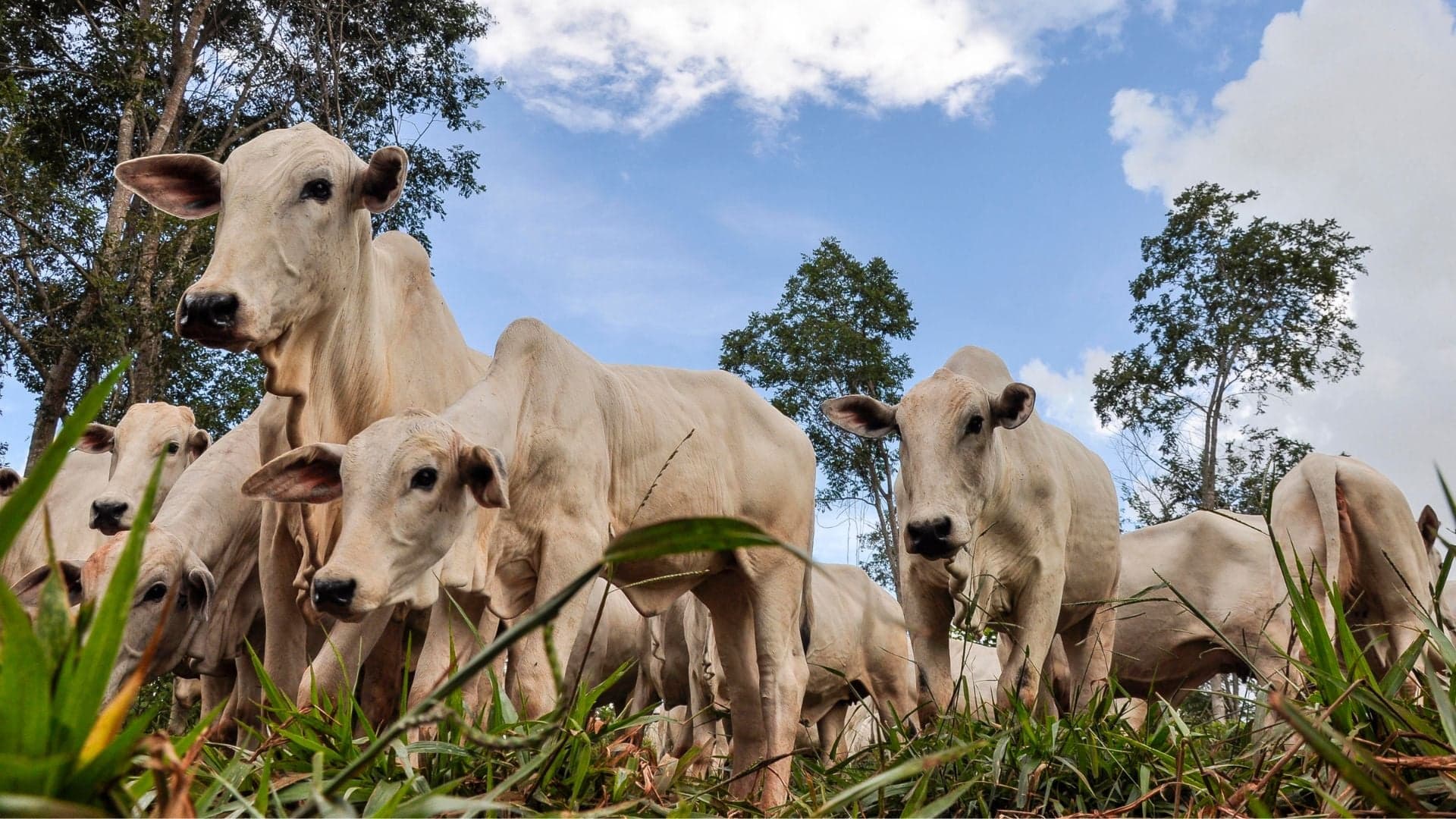 Boi gordo enfrenta preços em queda e oferta crescente no Brasil