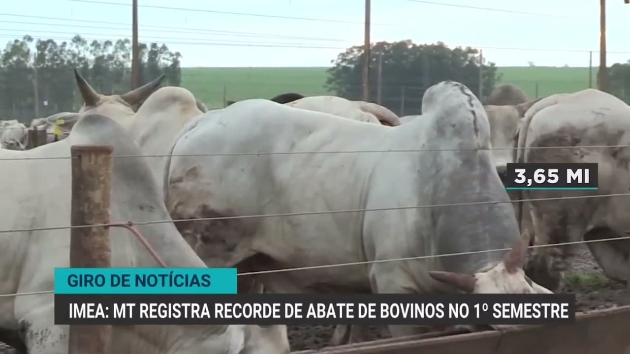 Colheita de café no Brasil atinge 52% e cresce devido ao clima favorável