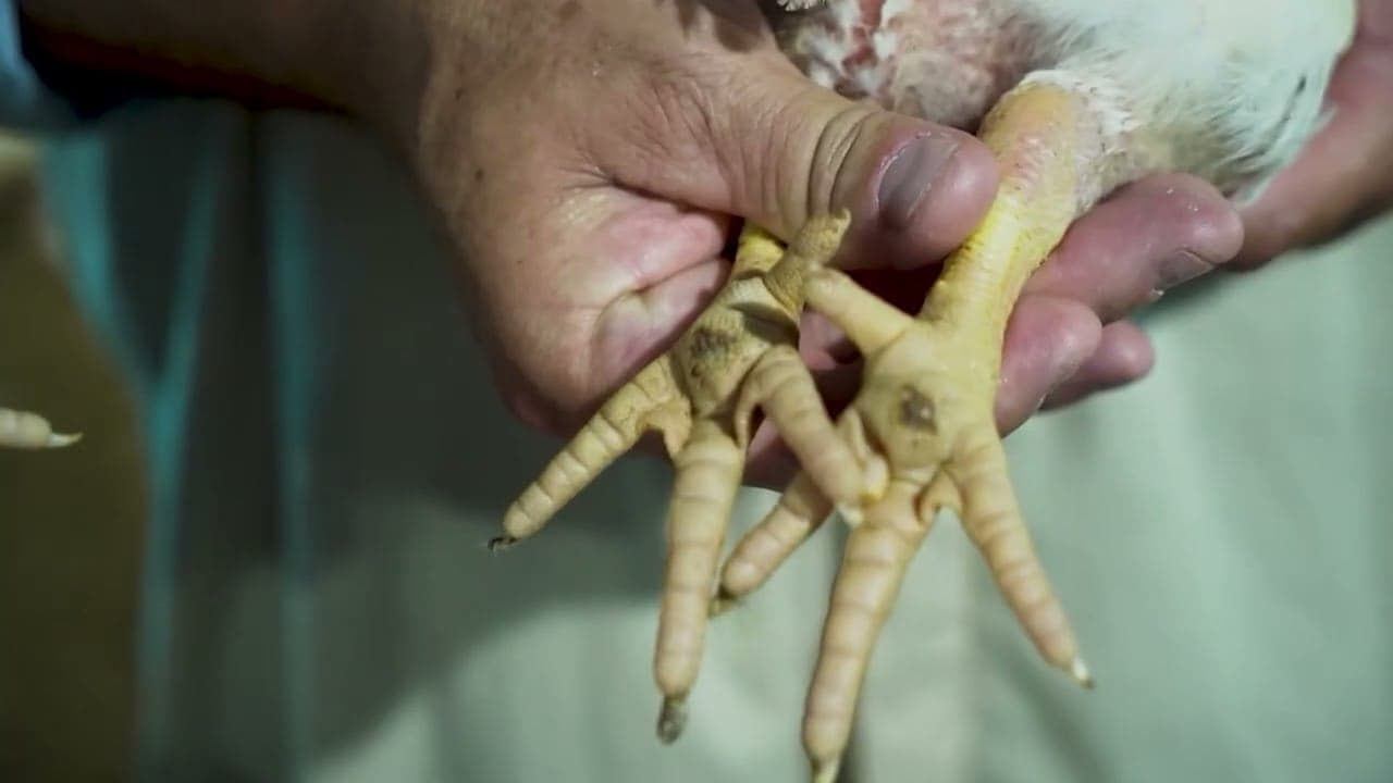 Manejo da cama de frango é crucial para exportação de proteína