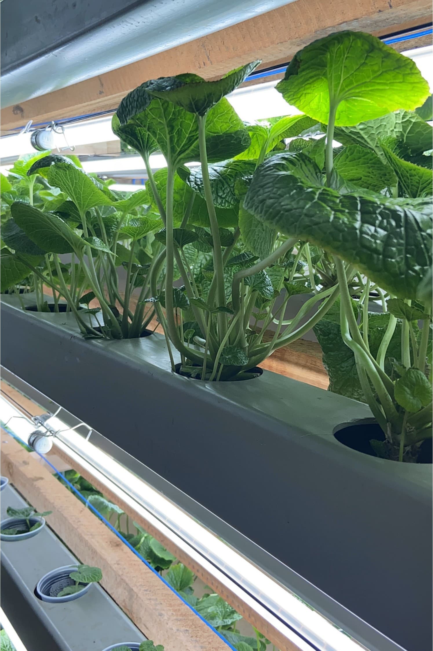 Produção de wasabi raro se destaca em Pilar do Sul