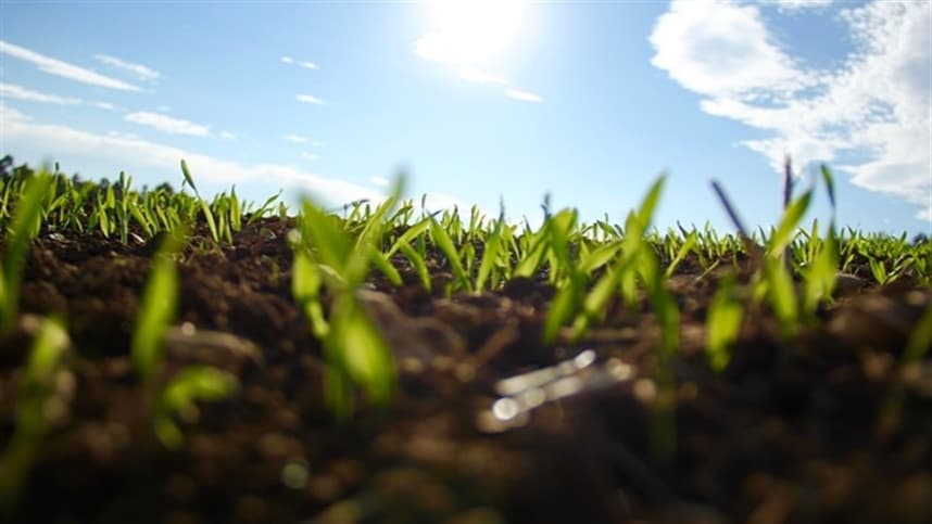 Fungos no solo são essenciais para produtividade agrícola