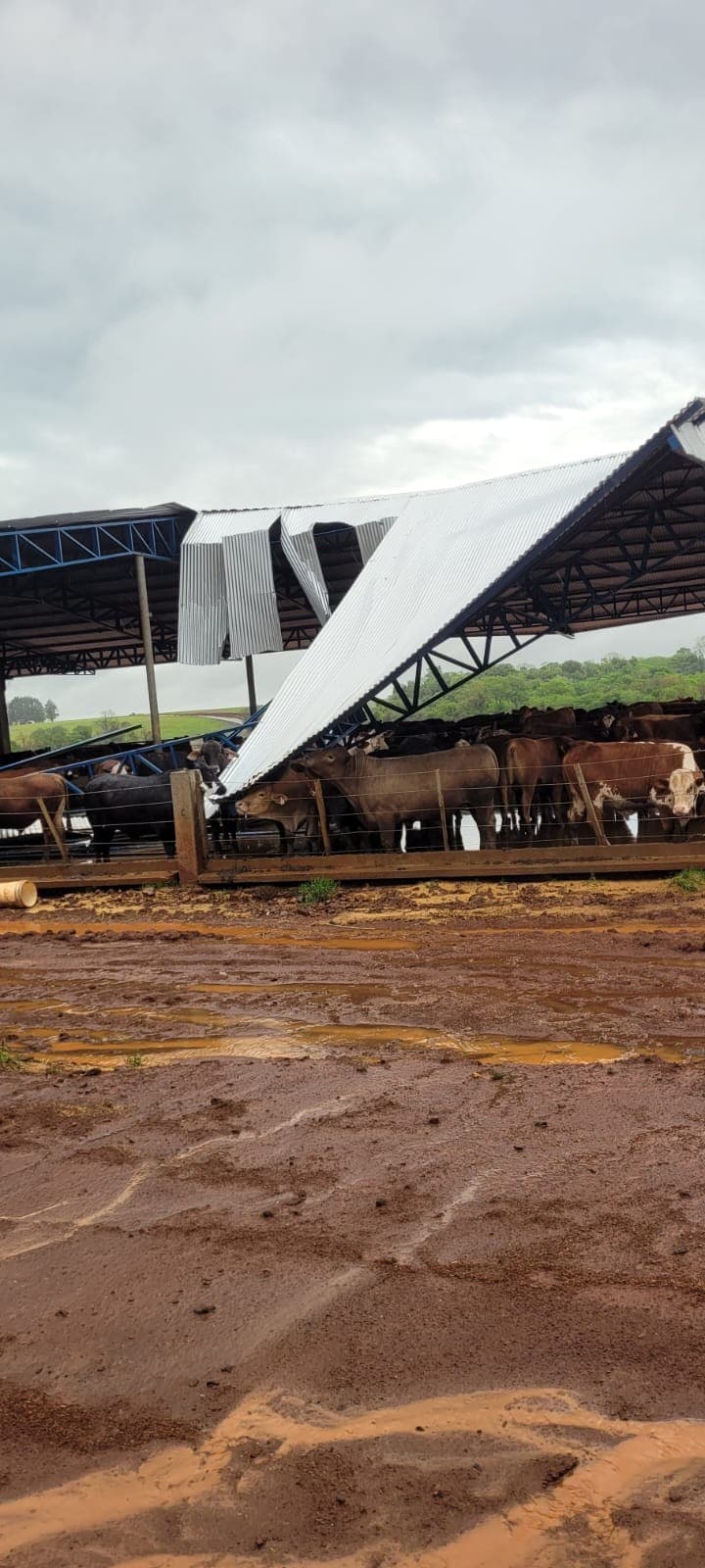 Intensas chuvas e granizo causam prejuízos a agricultores do Rio Grande do Sul