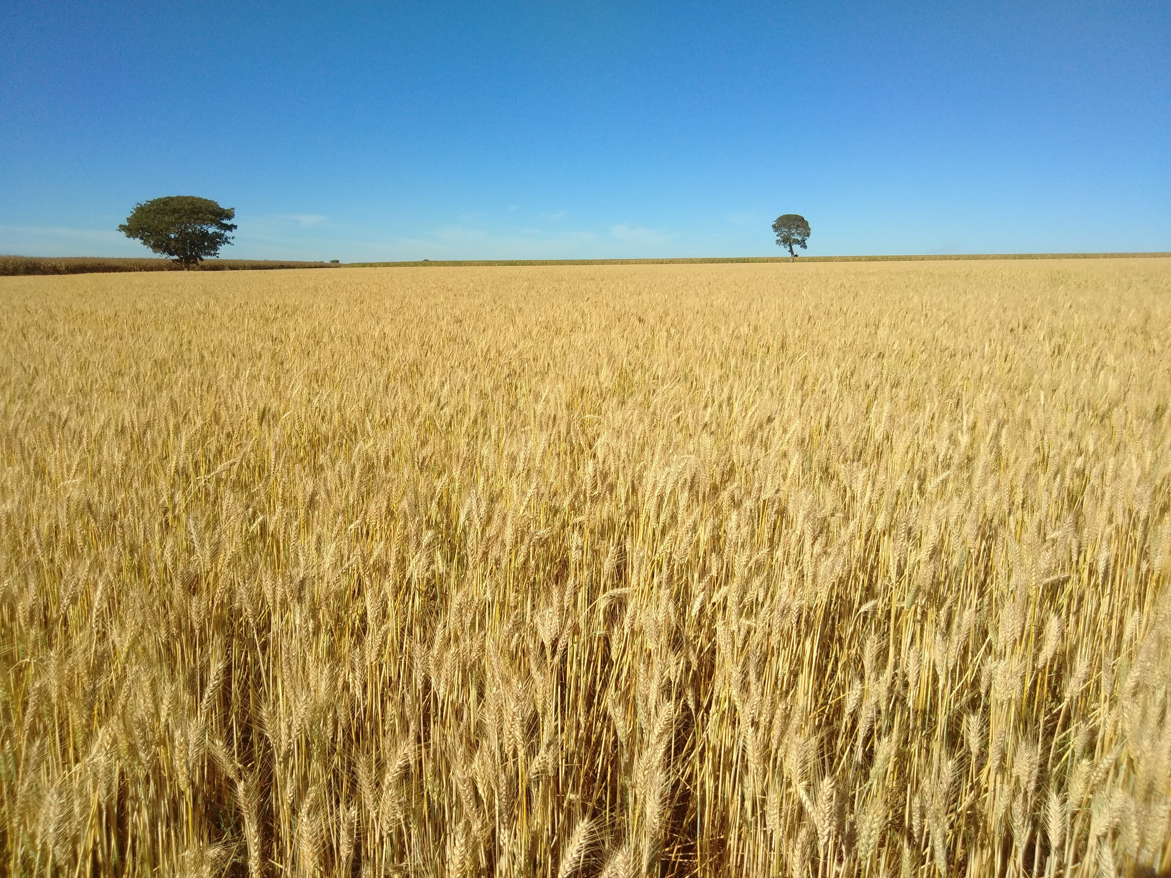 Trigo dos EUA enfrenta queda de produção e preços disparam