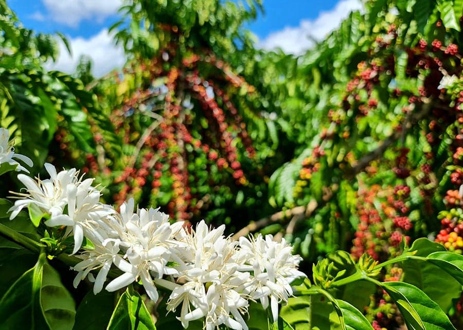ConCafé 2026 abre inscrições para premiar café sustentável de Rondônia