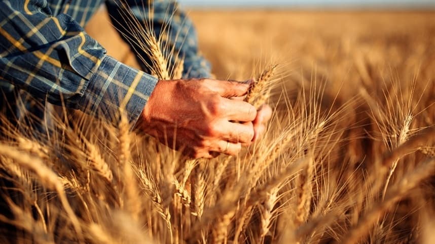 Umidade continua desafiando o plantio de trigo no Rio Grande do Sul