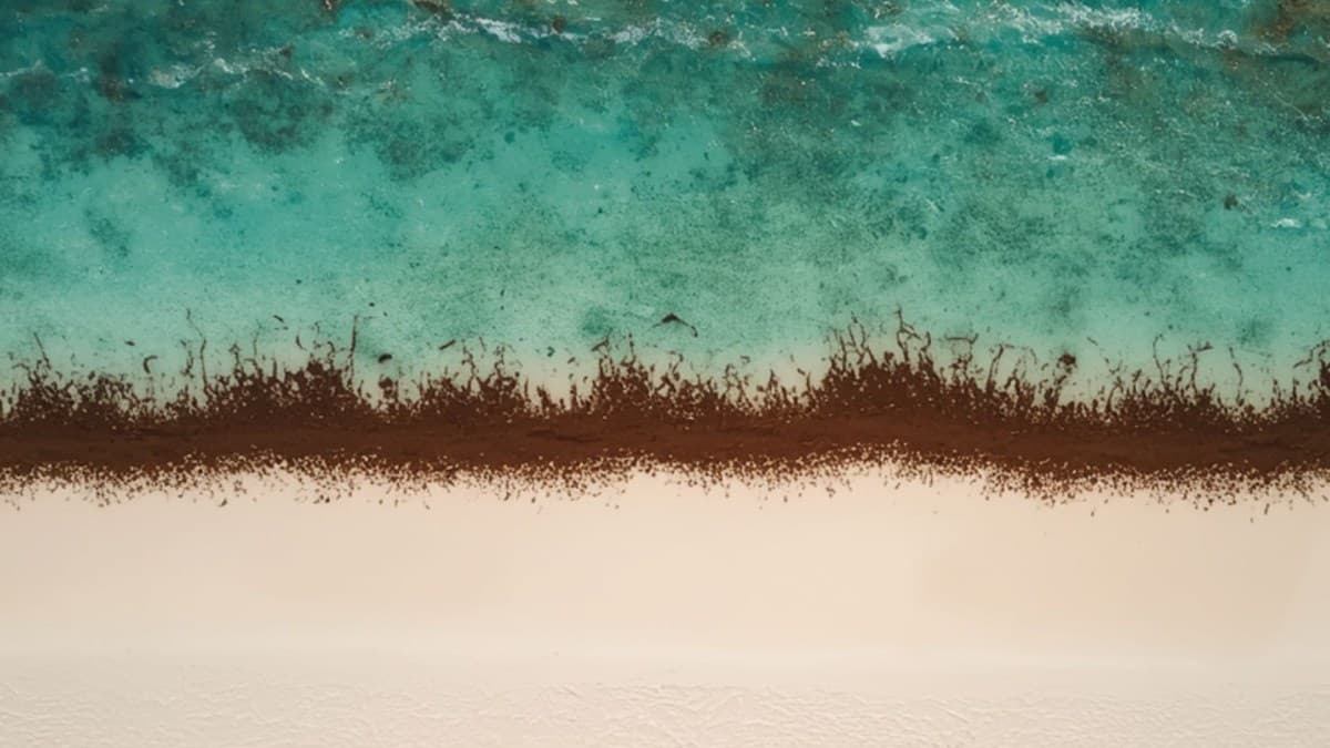 Acúmulo de sargaço no Caribe mexicano afeta turismo e saúde