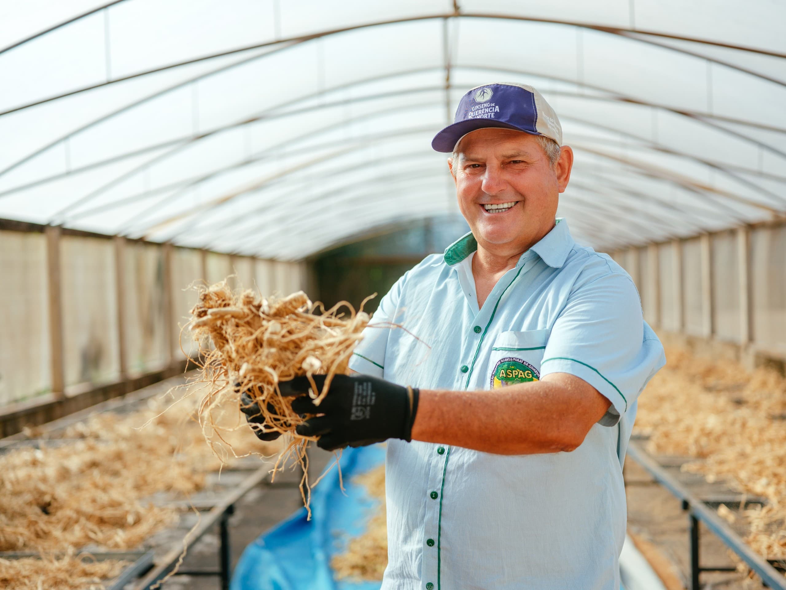 Ginseng de Querência do Norte ganha Indicação Geográfica e valoriza produto
