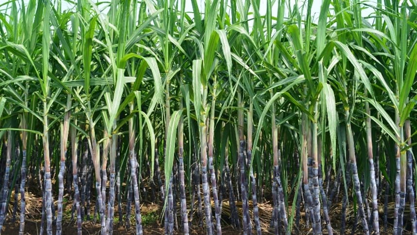 Controle de Plantas Daninhas na Cana: Novas Tecnologias e Soluções Sustentáveis