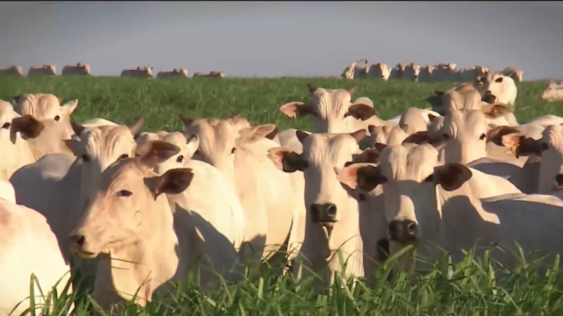 Campanha do Mês da Saúde Animal combate brucelose na Bahia