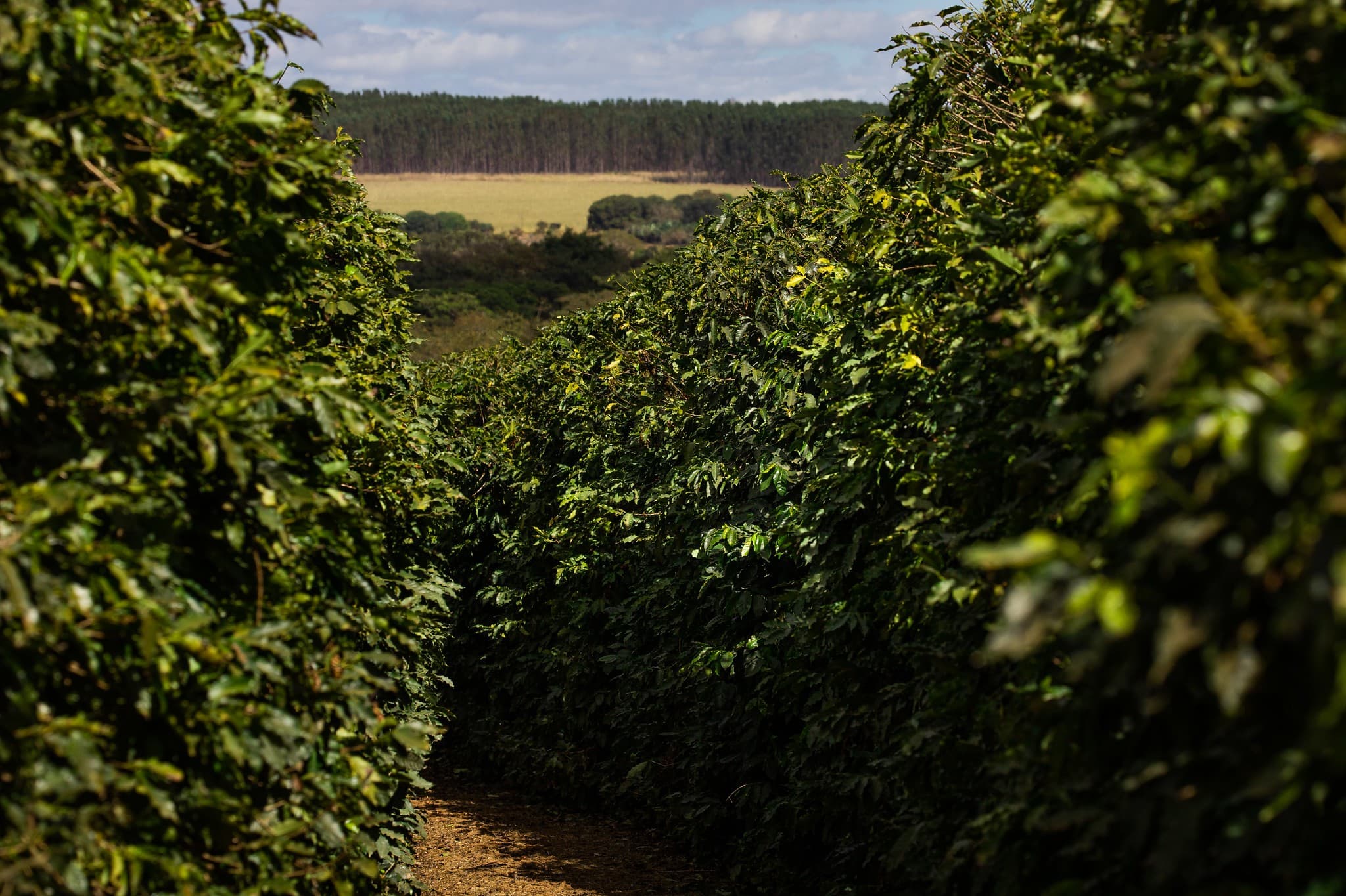 Cafeicultores enfrentam alta nos preços de fertilizantes com retorno das chuvas