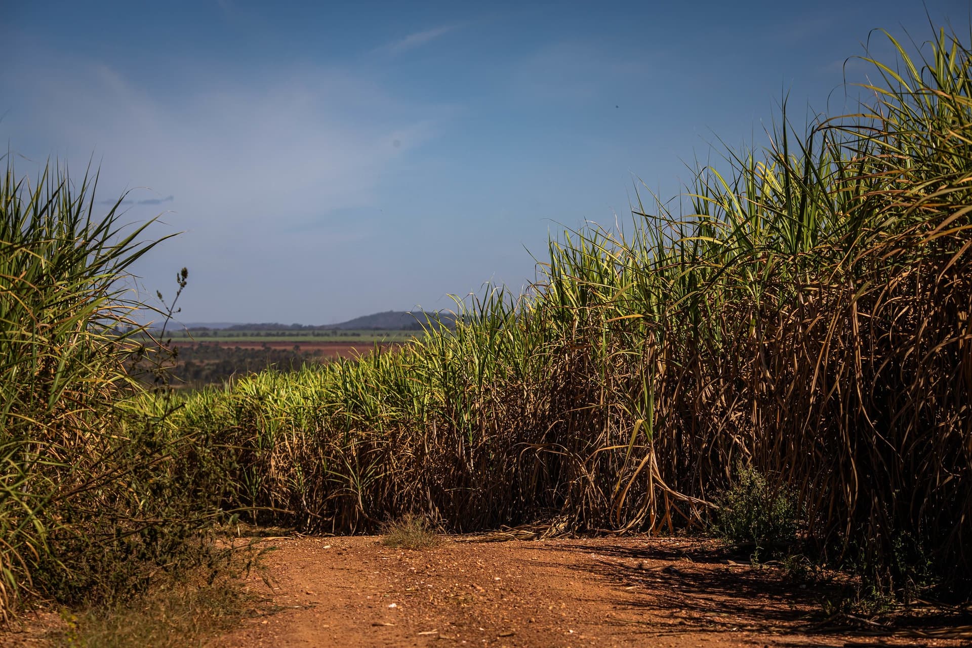 Governo destina R$ 270 milhões para produtores de cana no Nordeste