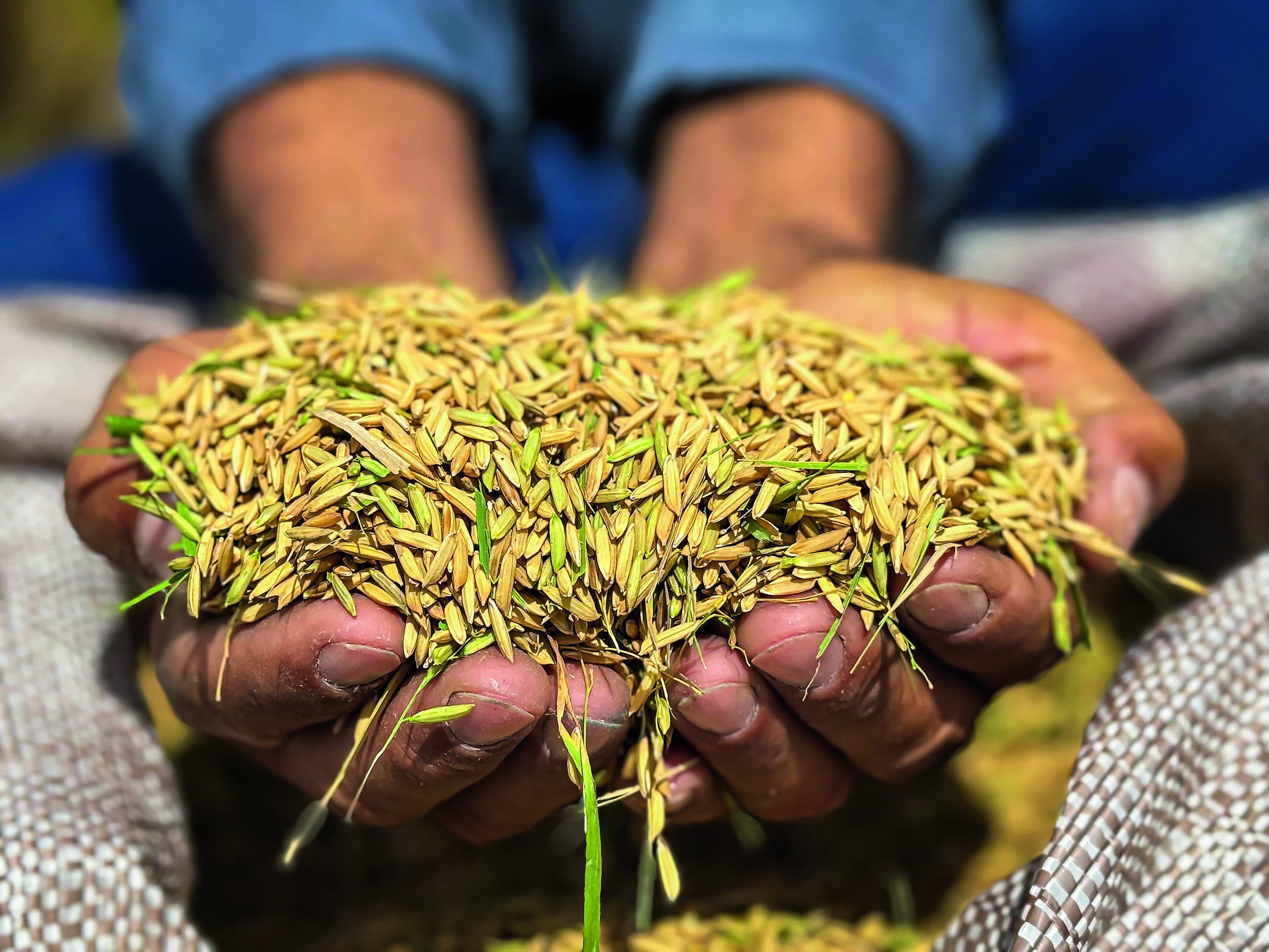 Aquecimento Global Pode Dobrar Perdas na Produção de Arroz