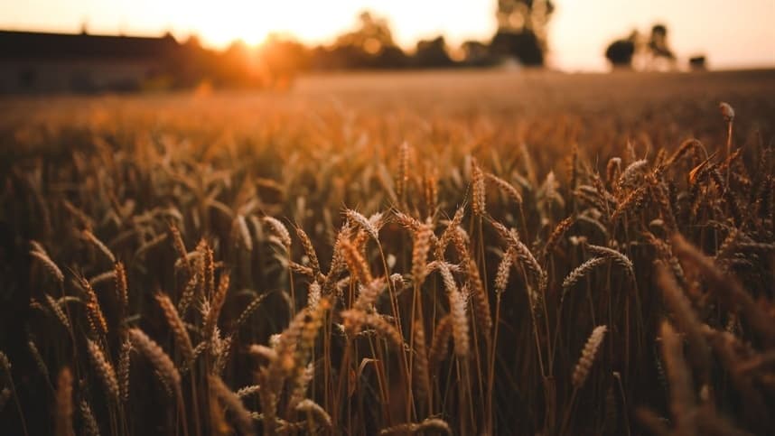 Controle precoce de plantas daninhas é crucial para trigo