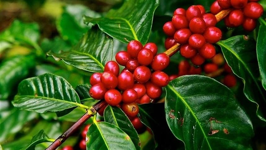 Cafeicultura brasileira inova para combater pragas e doenças