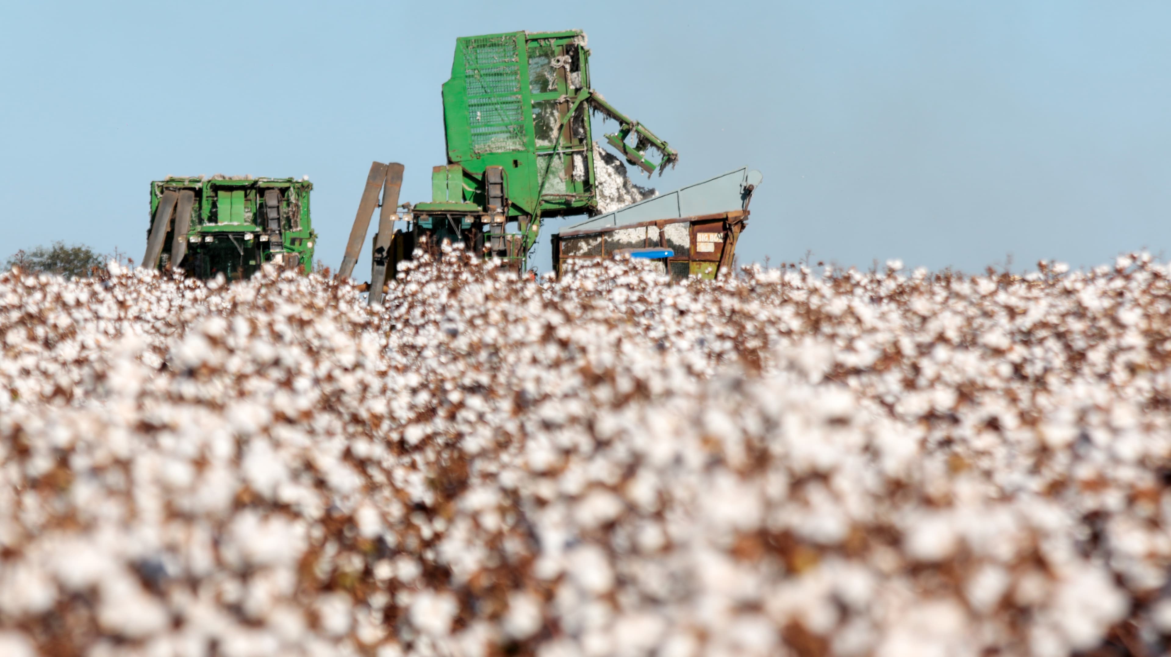 Produção de algodão no Brasil deve cair 2,5% na safra 2025/26