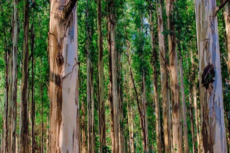 Eucalipto lidera florestas plantadas em São Paulo com produção crescente
