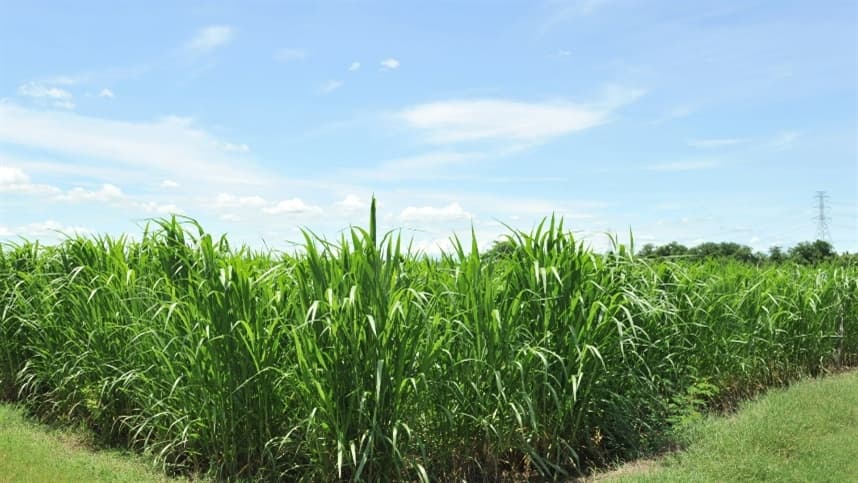 Manejo de pragas na cana-de-açúcar é crucial para a produtividade