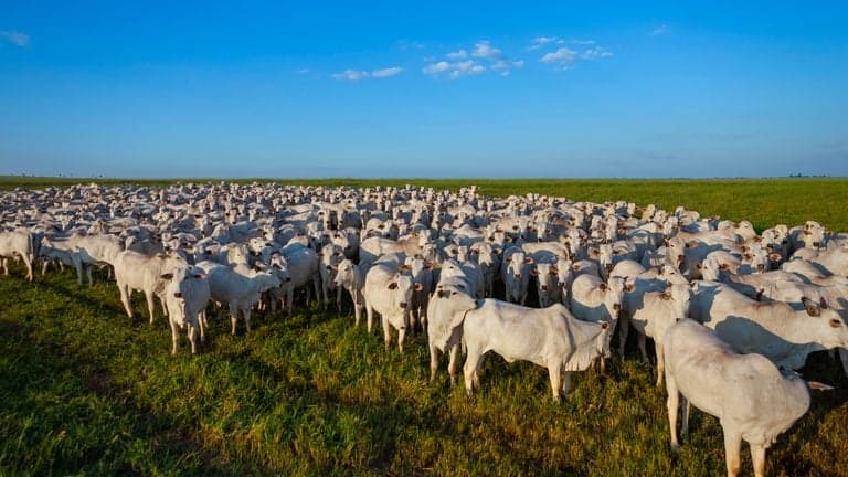 Adaf exige atualização cadastral de rebanhos no Amazonas