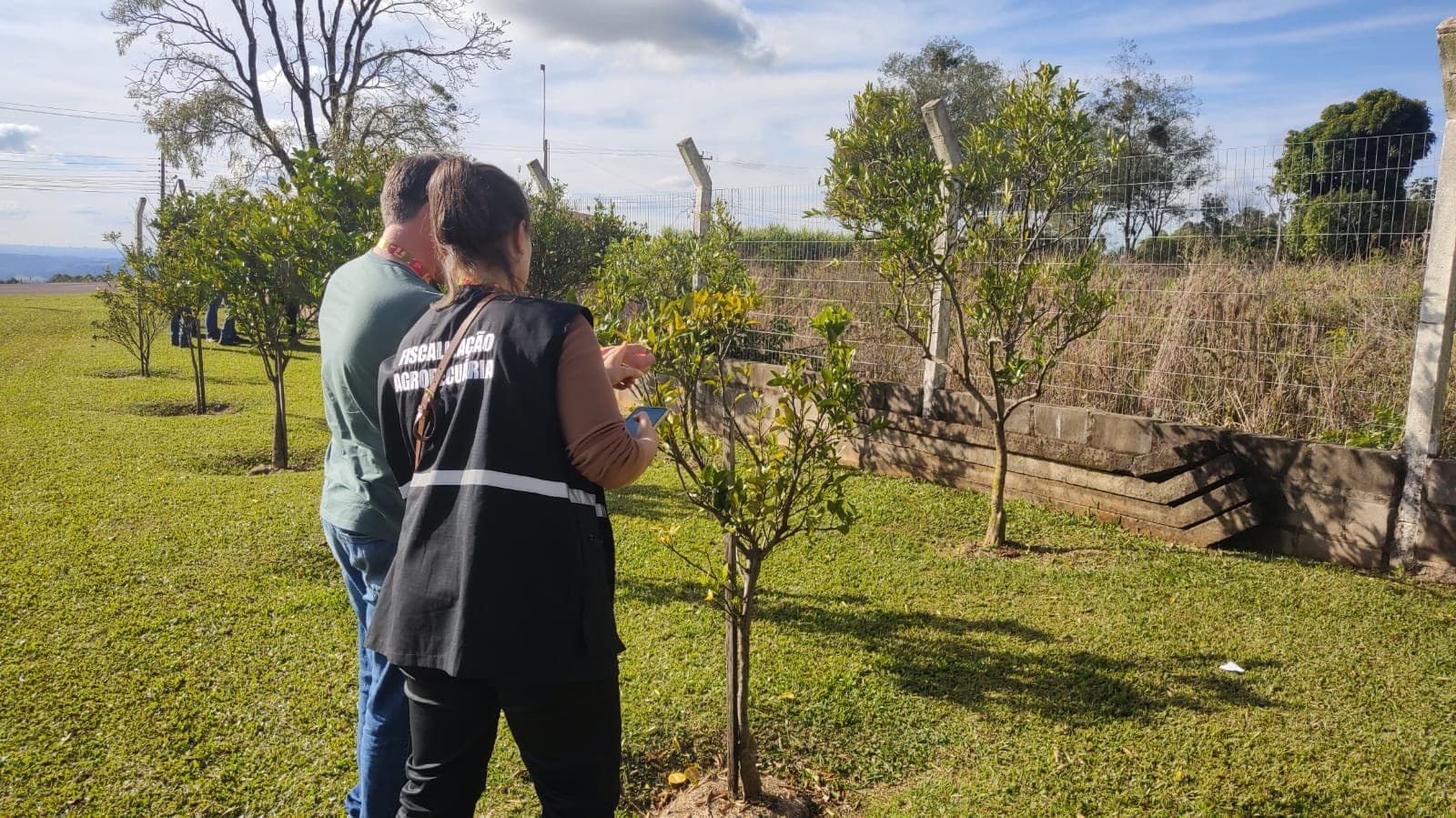 Greening preocupa e força-tarefa age no RS com erradicação de árvores