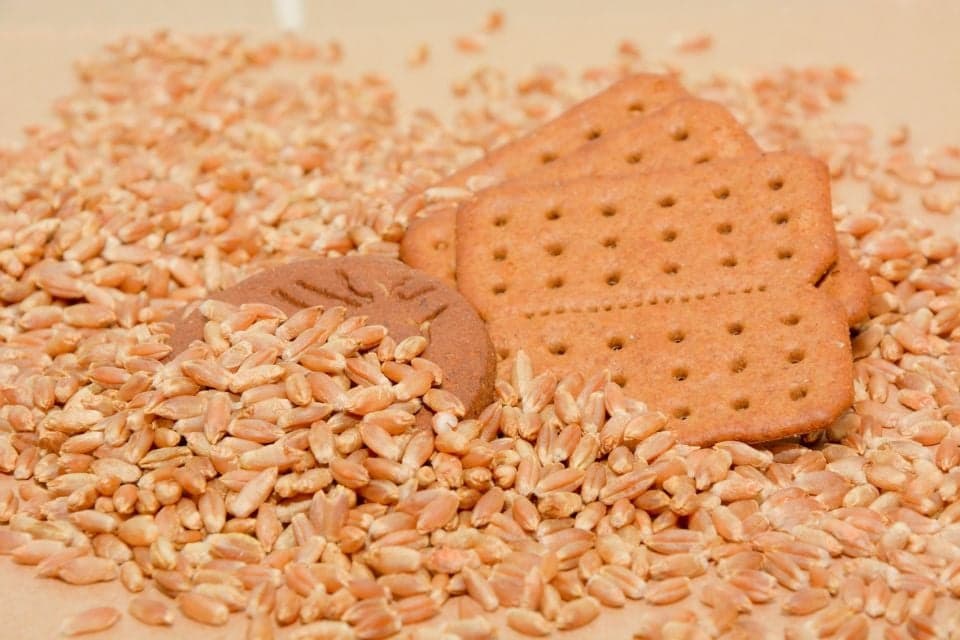 Embrapa aprova uso de triticale na alimentação humana com foco em biscoitos