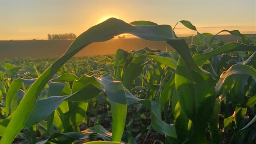 Diplodia ameaça a produtividade do milho e exige atenção
