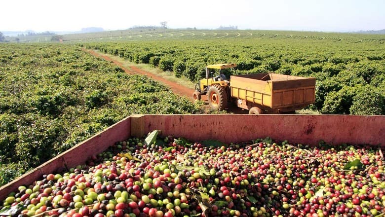 Exportações de café do Brasil devem subir 17% na safra 2026/27