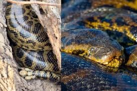 Sucuri Infestada de Carrapatos Choca Visitantes do Pantanal