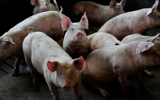 Carne suína se destaca em competitividade em maio de 2026