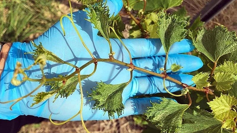 Perdas em vinhedos do RS chegam a 80% por deriva de herbicidas