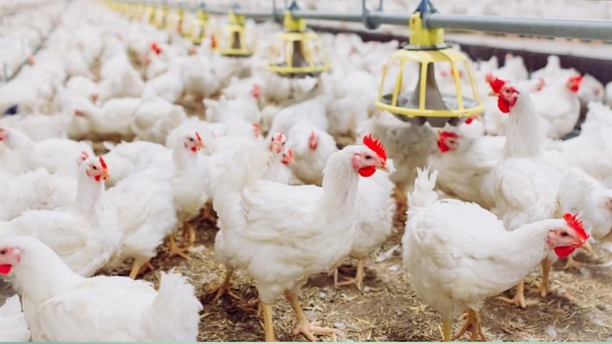 Exportações de carne de frango do RS crescem 41% no primeiro semestre