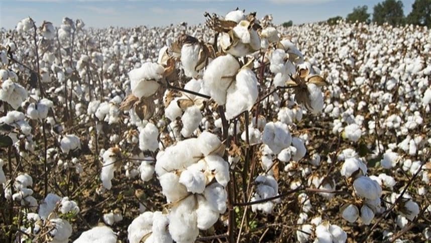 Pragas ameaçam a produção de algodão durante floração