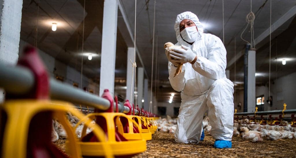 Surto de influenza aviária na Holanda gera alerta na Europa