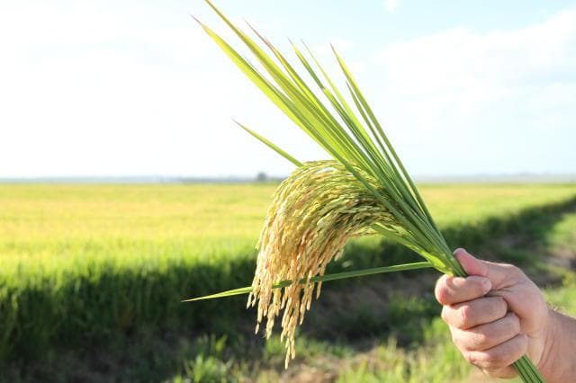 Presidente de entidade garante que não haverá falta de arroz no Brasil