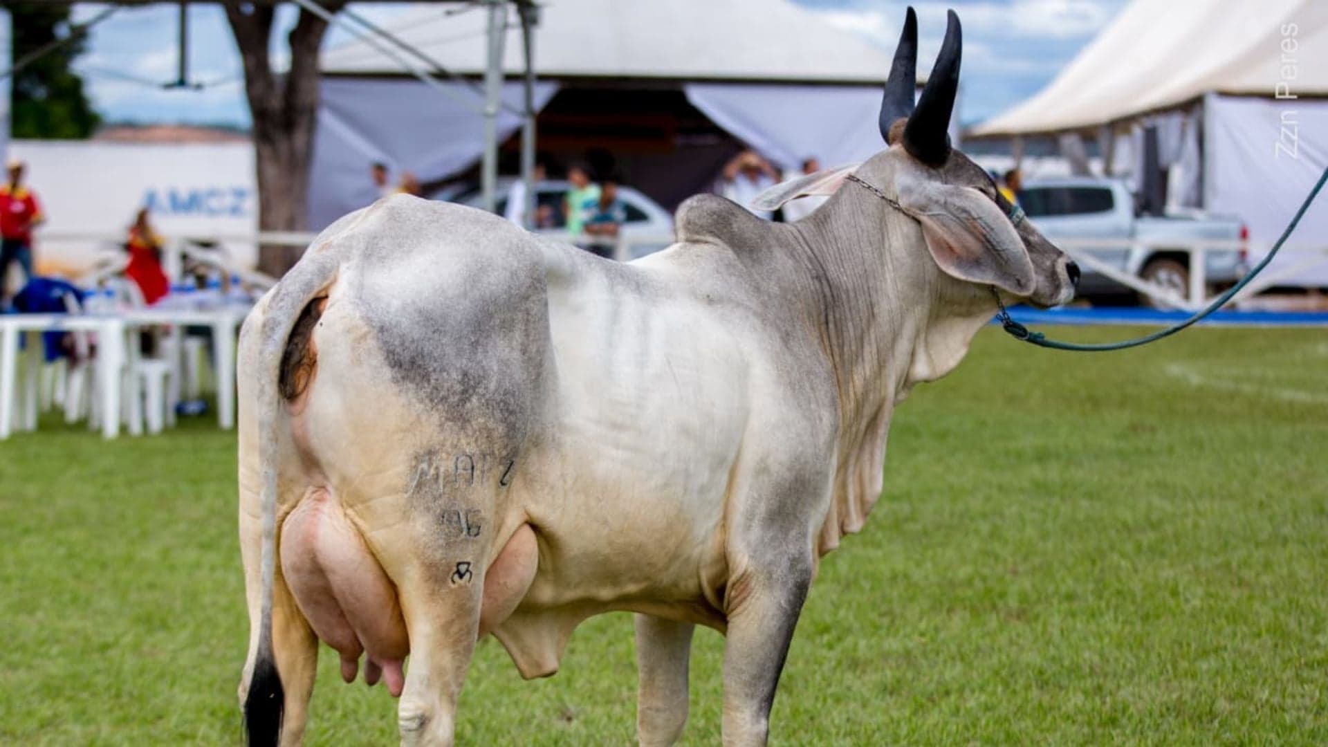 Guzerá: Raça Zebuína é Destaque na Pecuária Moderna