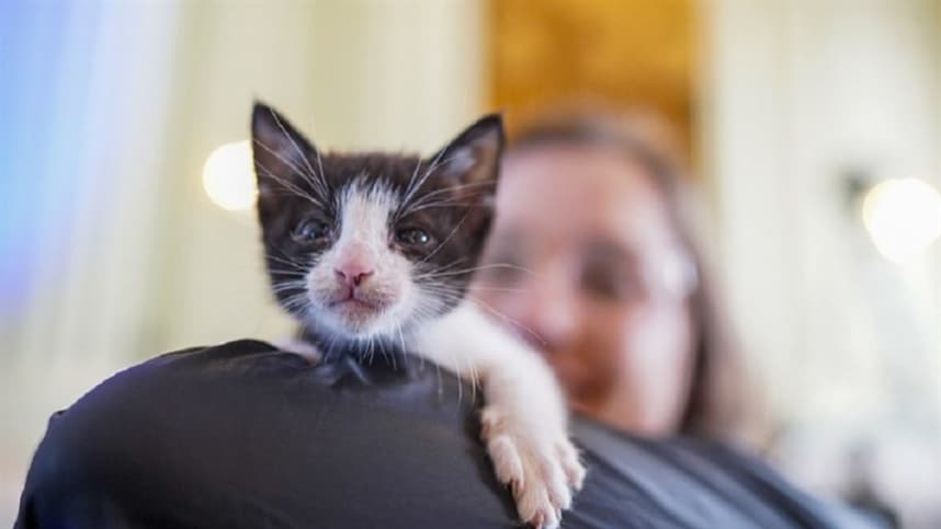 Prazo para municípios acessarem recursos para proteção animal é estendido