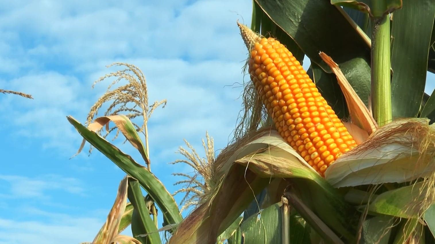 Produção de etanol de milho pode alcançar 45% do total no Brasil