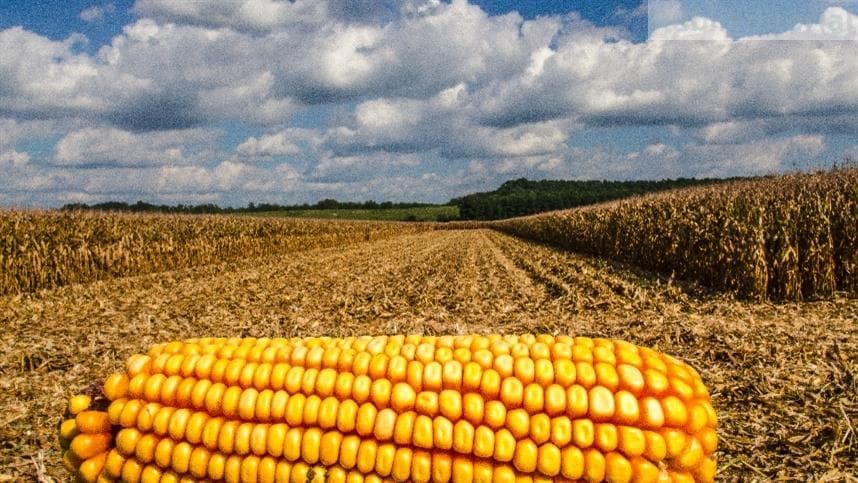 Safra mundial de milho tem novas estimativas de produção