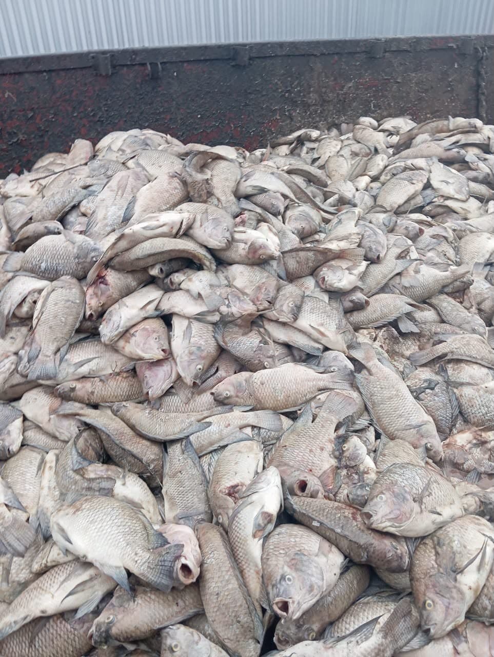 Falha de energia provoca perda de 450 mil peixes em piscicultura no Paraná