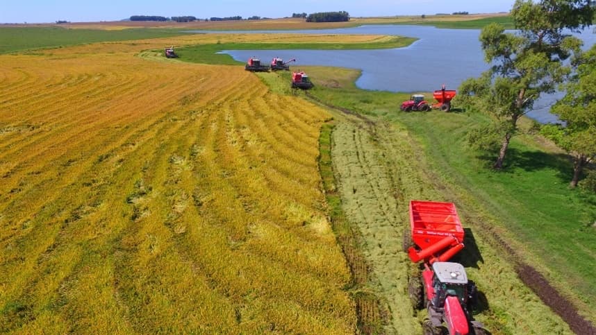 Queda no preço do arroz alivia famílias, mas preocupa produtores