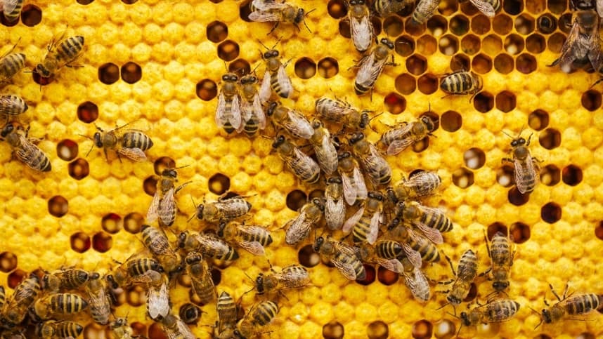 Startup PRÏOBIO Desenvolve Bioherbicida para Combater Plantas Daninhas Resistentes