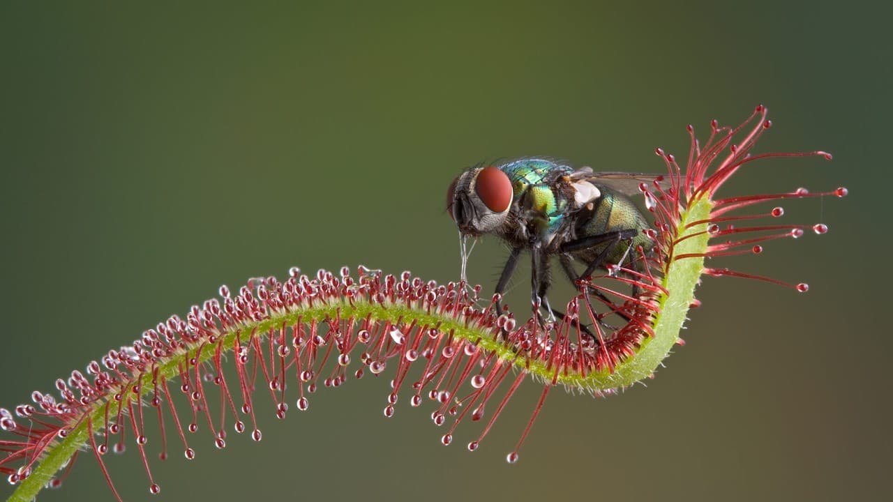 Plantas carnívoras do Brasil enfrentam riscos de extinção
