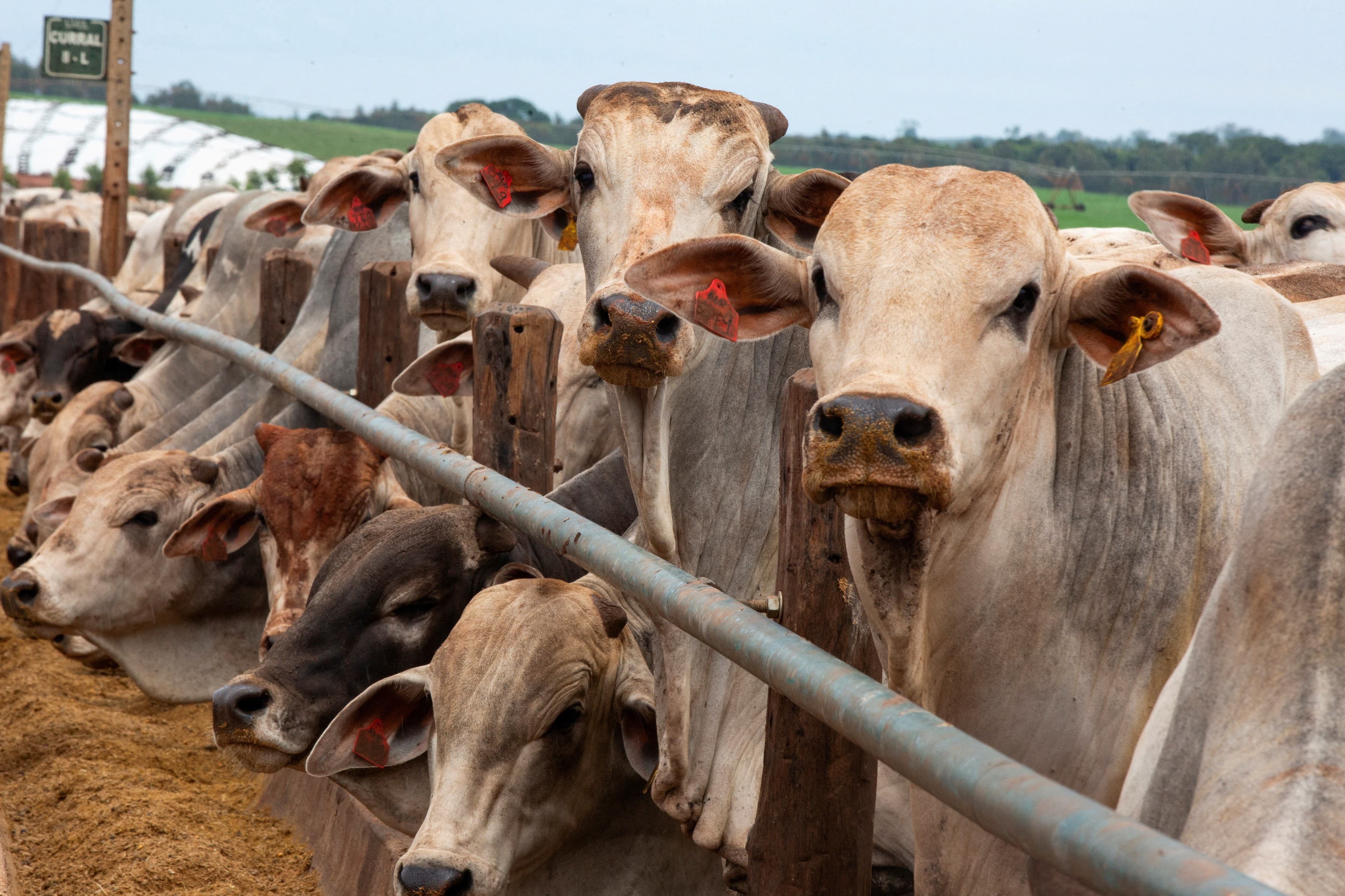 China reabre mercado para carne bovina brasileira após suspensão