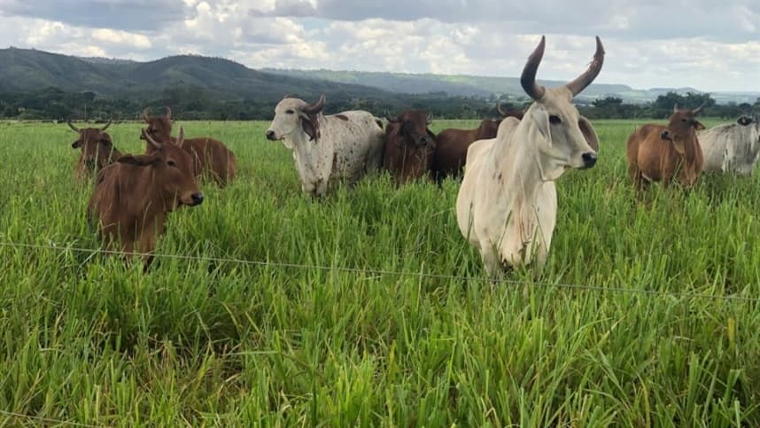 Premiação da Prova de Produção de Leite a Pasto acontece em Brasília