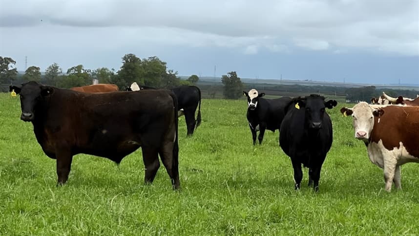 Queda nos preços da arroba do boi gordo impacta mercado em junho