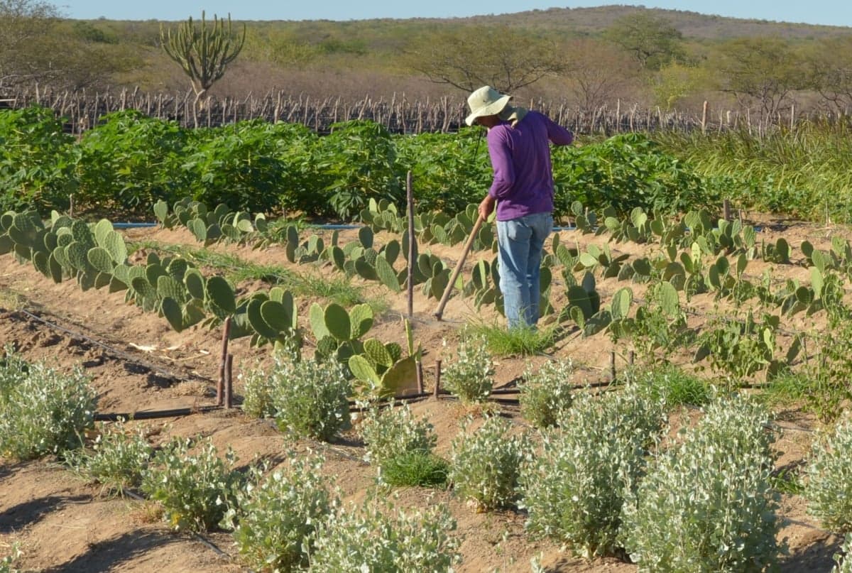 Mudanças climáticas ameaçam agropecuária e economia do Brasil