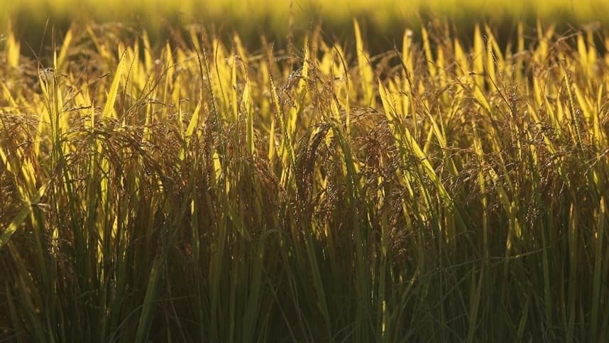 Mercado de arroz no Rio Grande do Sul enfrenta pressão de preços