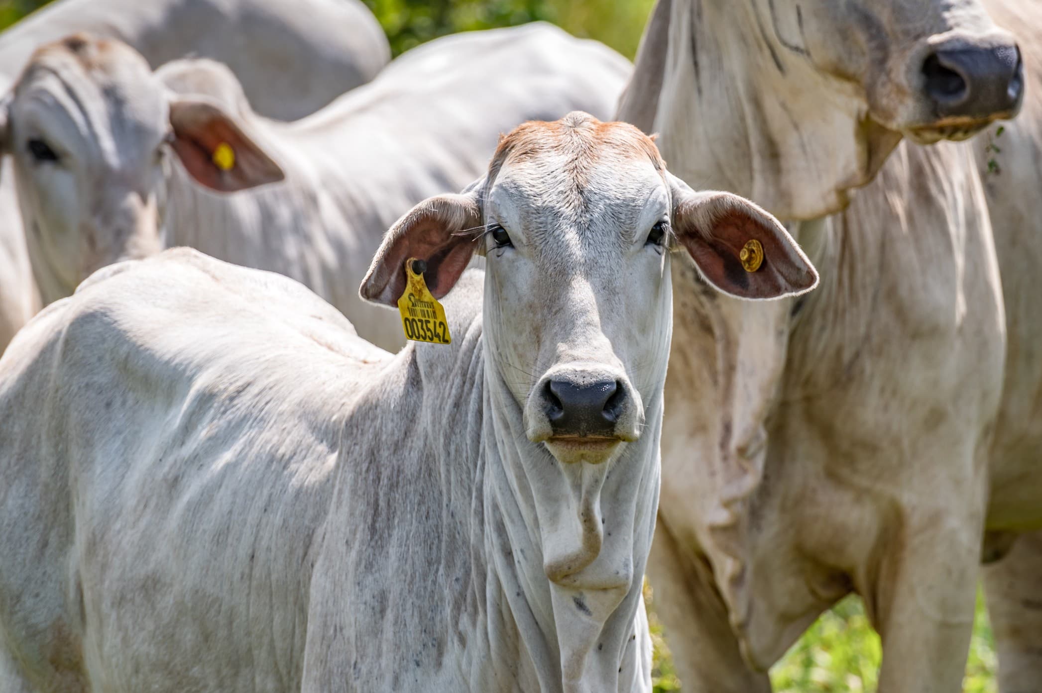 Estabilidade no mercado pecuário é mantida na quinta-feira