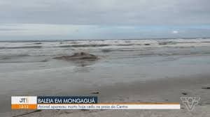 Baleia Jubarte é Encontrada Morta na Praia de Mongaguá, SP